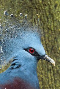 A Victoria Crowned Pigeon